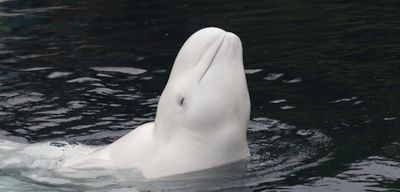 Ceta Base - Maris, a beluga, died on October 22nd, 2015 at