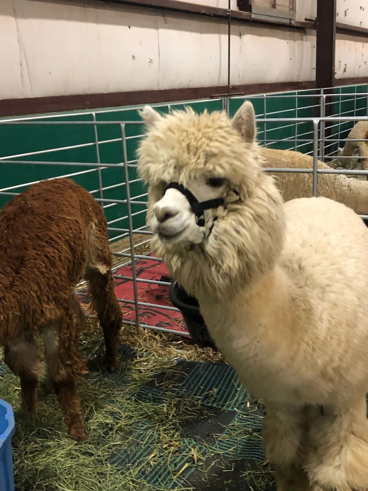 white alpaca looking at the camera