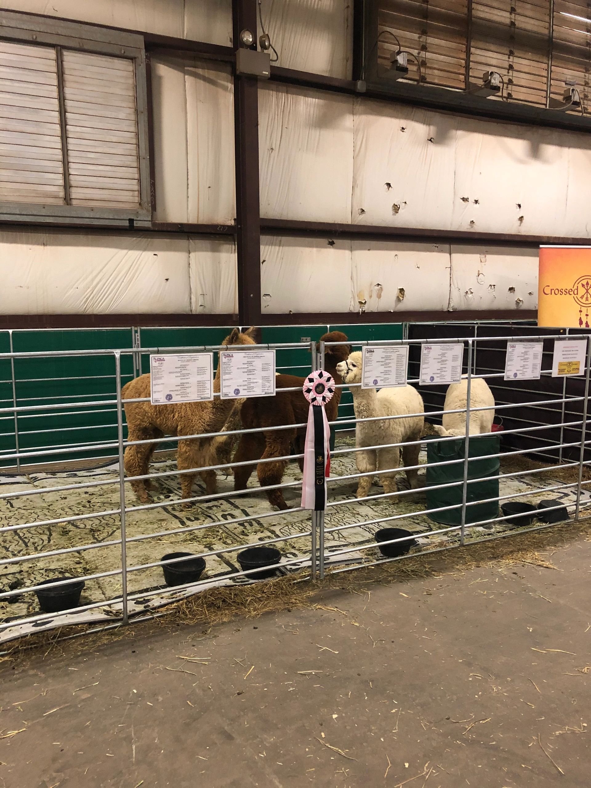 alpacas behind a fence