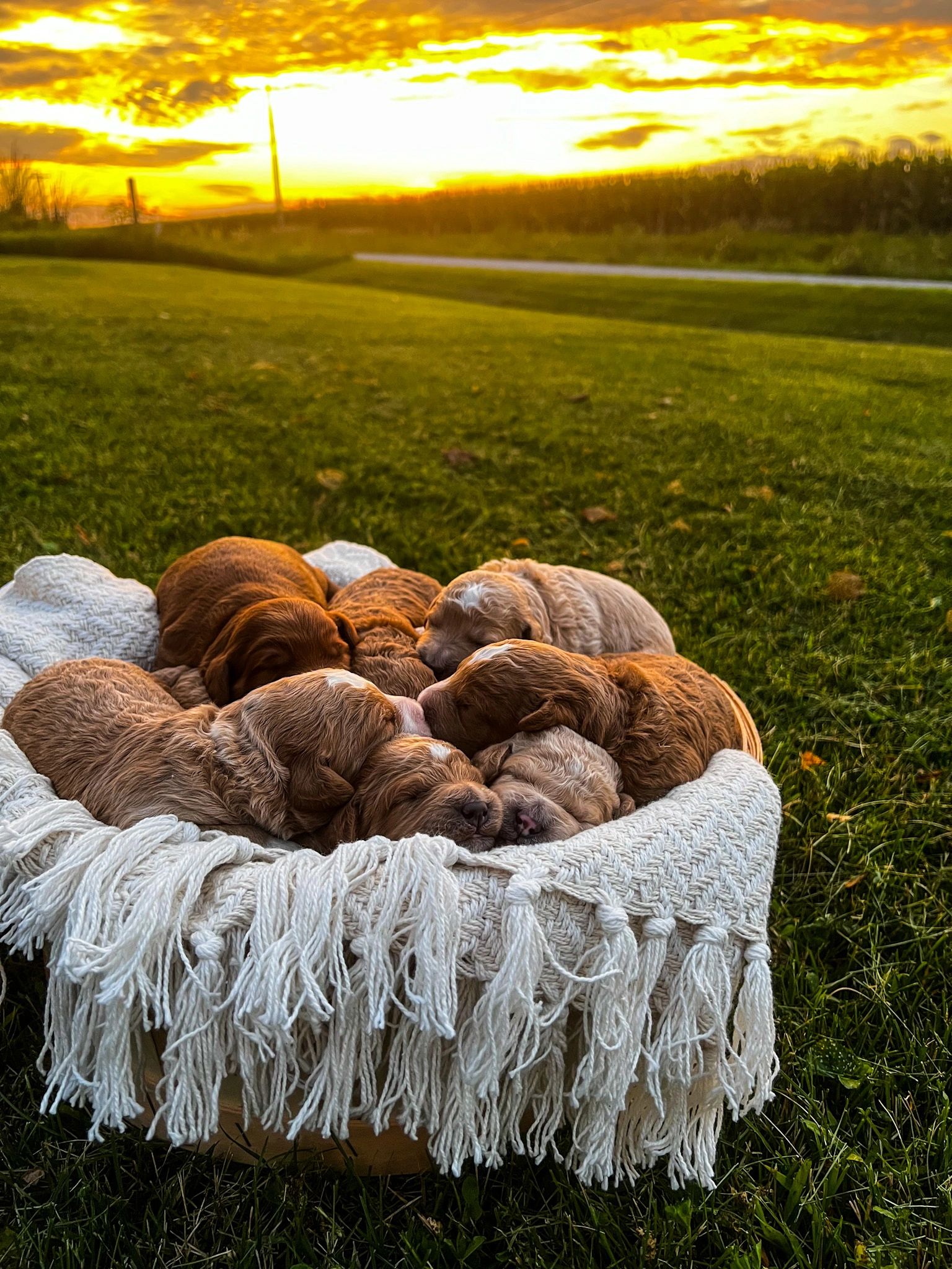Sweet Louisa Pups Mini Goldendoodle Puppies