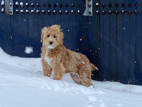 Goldendoodle in the snow