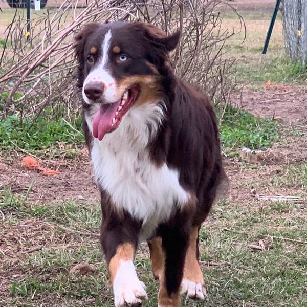 My Australian Shepherd King