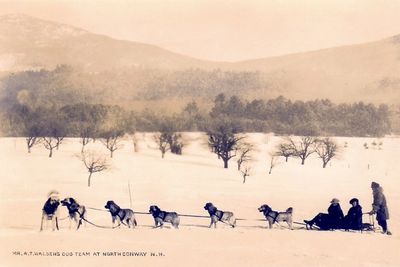 A dog sled team pulling a sled through snowy landscape in North Conway, NH.