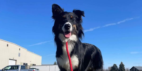 A dog confidently standing on a big rock