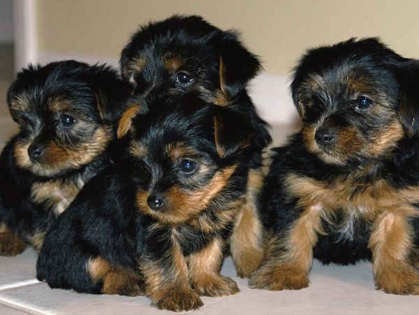 Four adorable black and tan puppies sitting closely together.