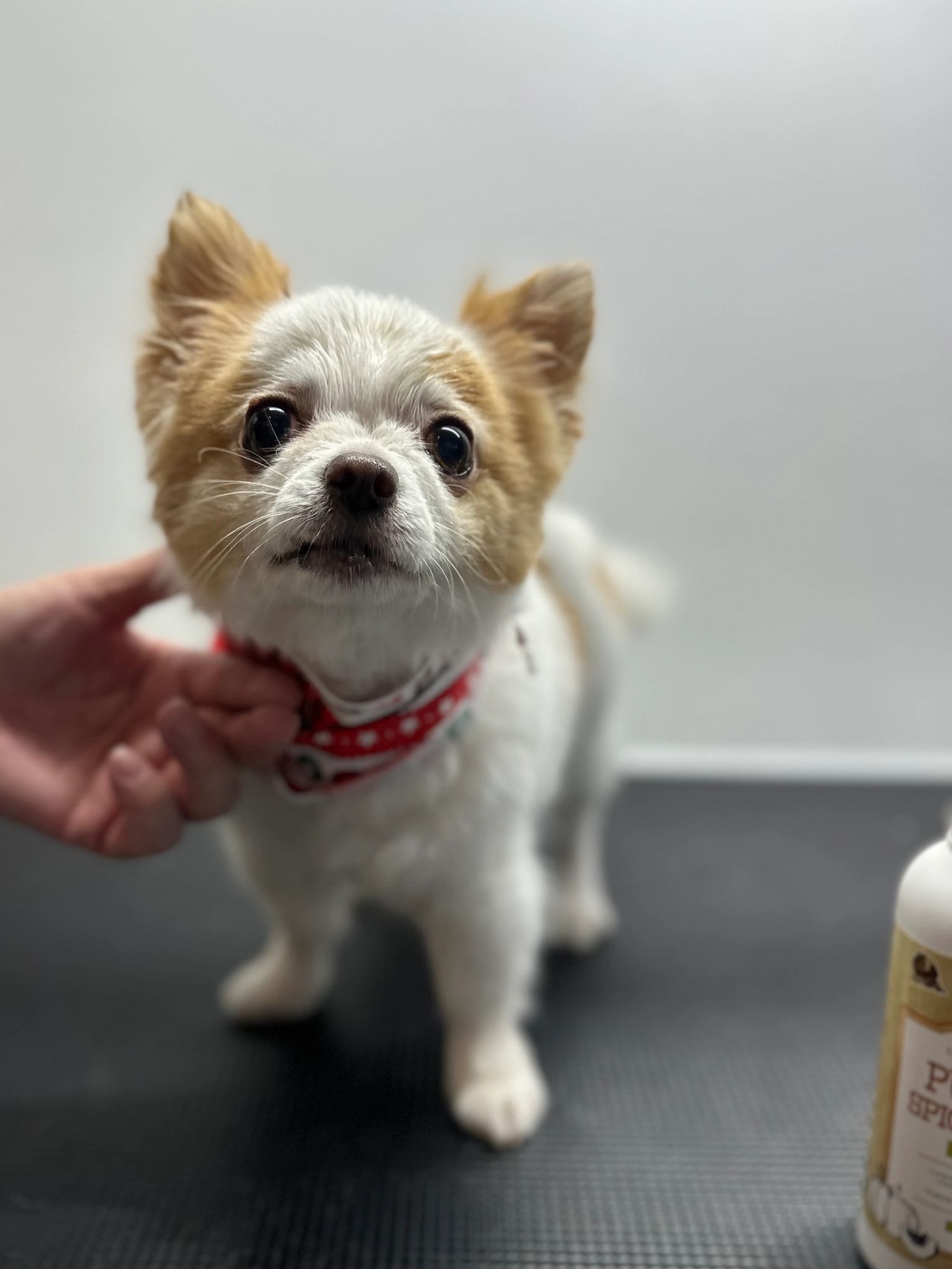 Paws at Fort York dog grooming listing photo