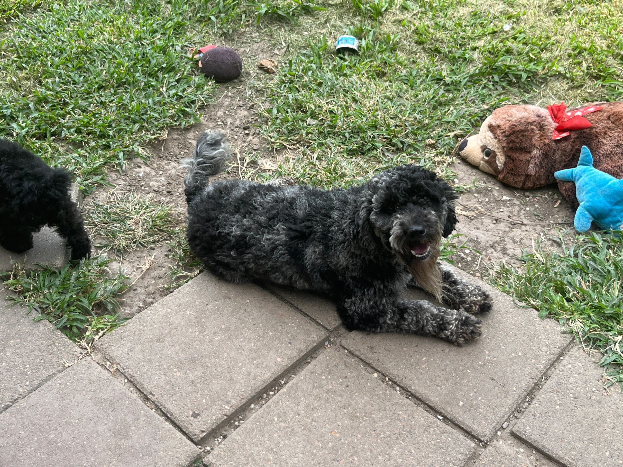 【jumelle】poodle bit coat Shampoo to soften coarse coat | Poodle Forum