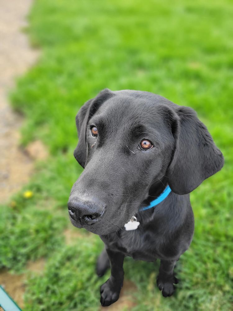 A black dog with a blue collar sitting on grass, looking up.