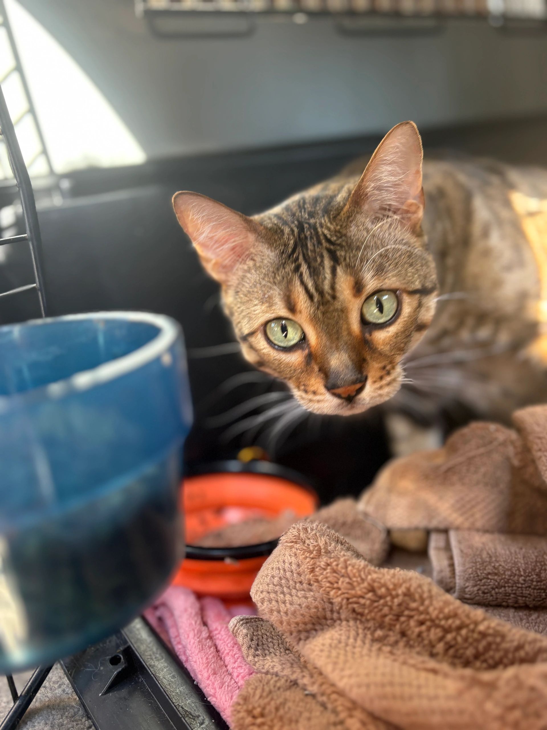 A bengal cat riding comfortably in the vehicle beside her water bowl and cozy towel.
