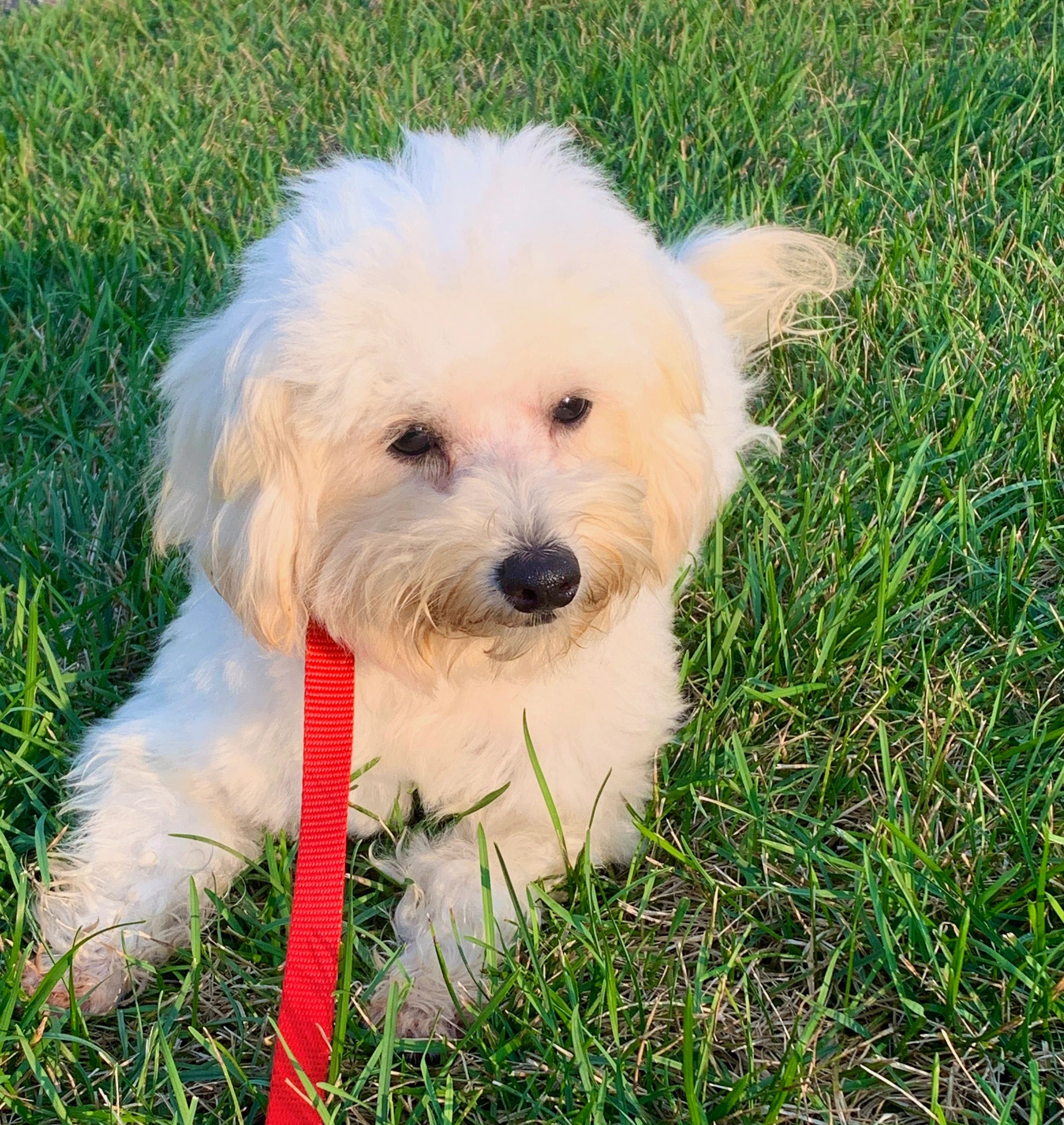 A small white puppy sitting on green grass with a red leash during a brief walk break on a direct-route trip