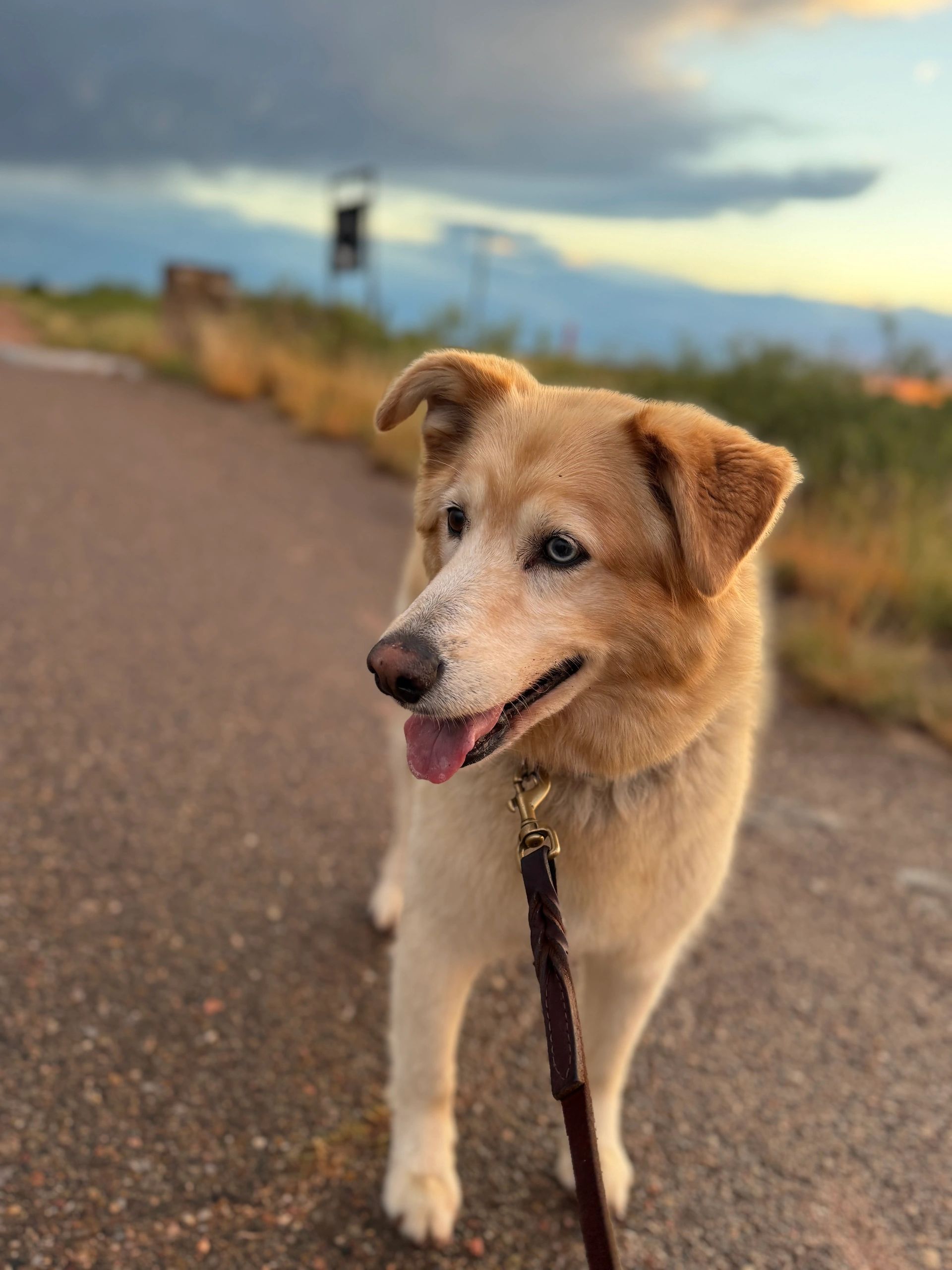 Pet transported for Susie