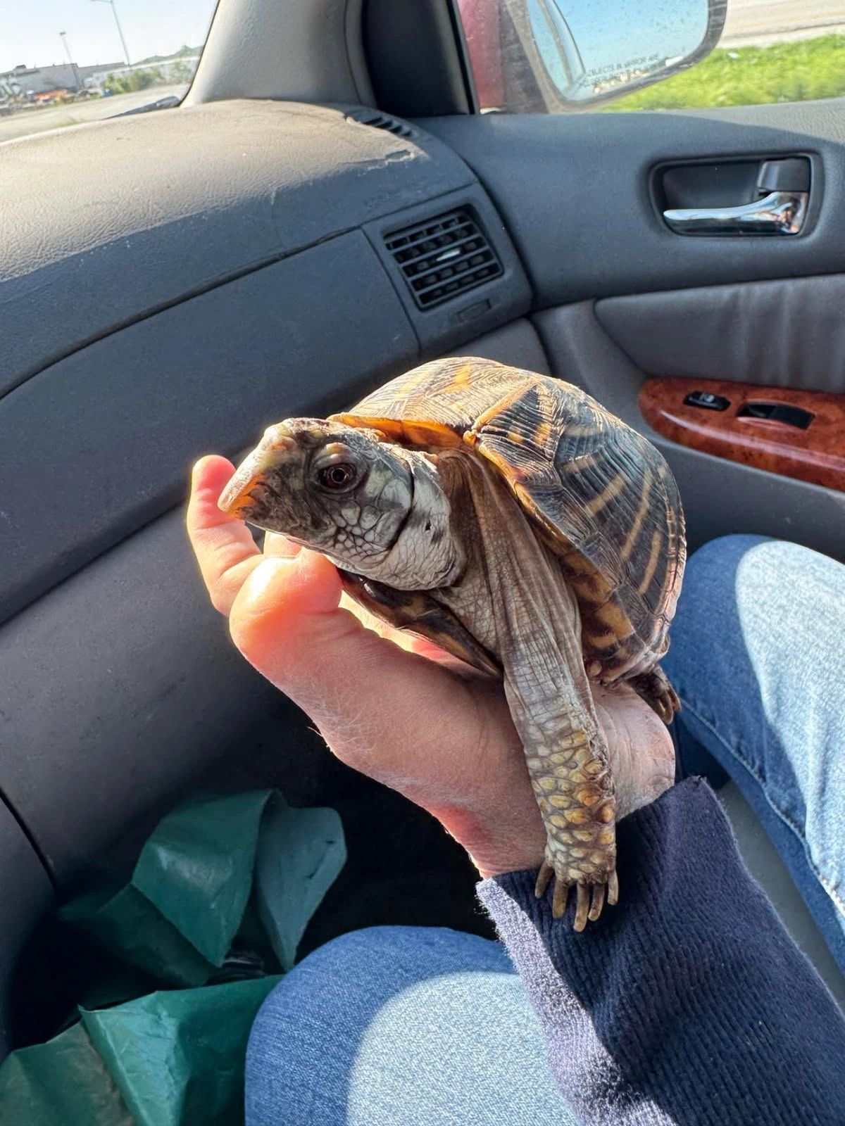 Close-up photo update of a small pet box turtle being cradled by a driver inside the transport vehicle