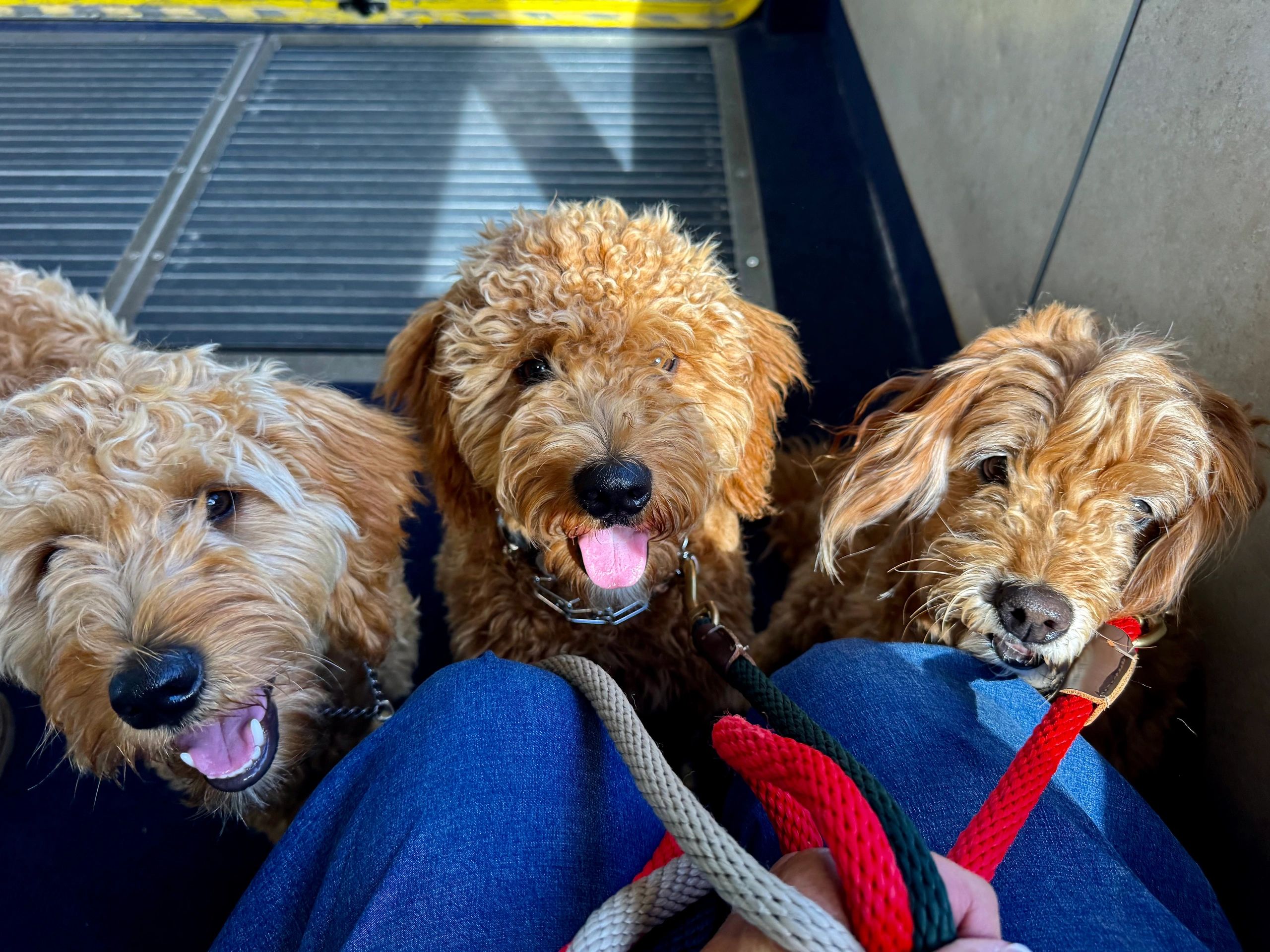 Three curly-haired goldendoodle puppies riding calmly together in the back seat of an insured transport vehicle