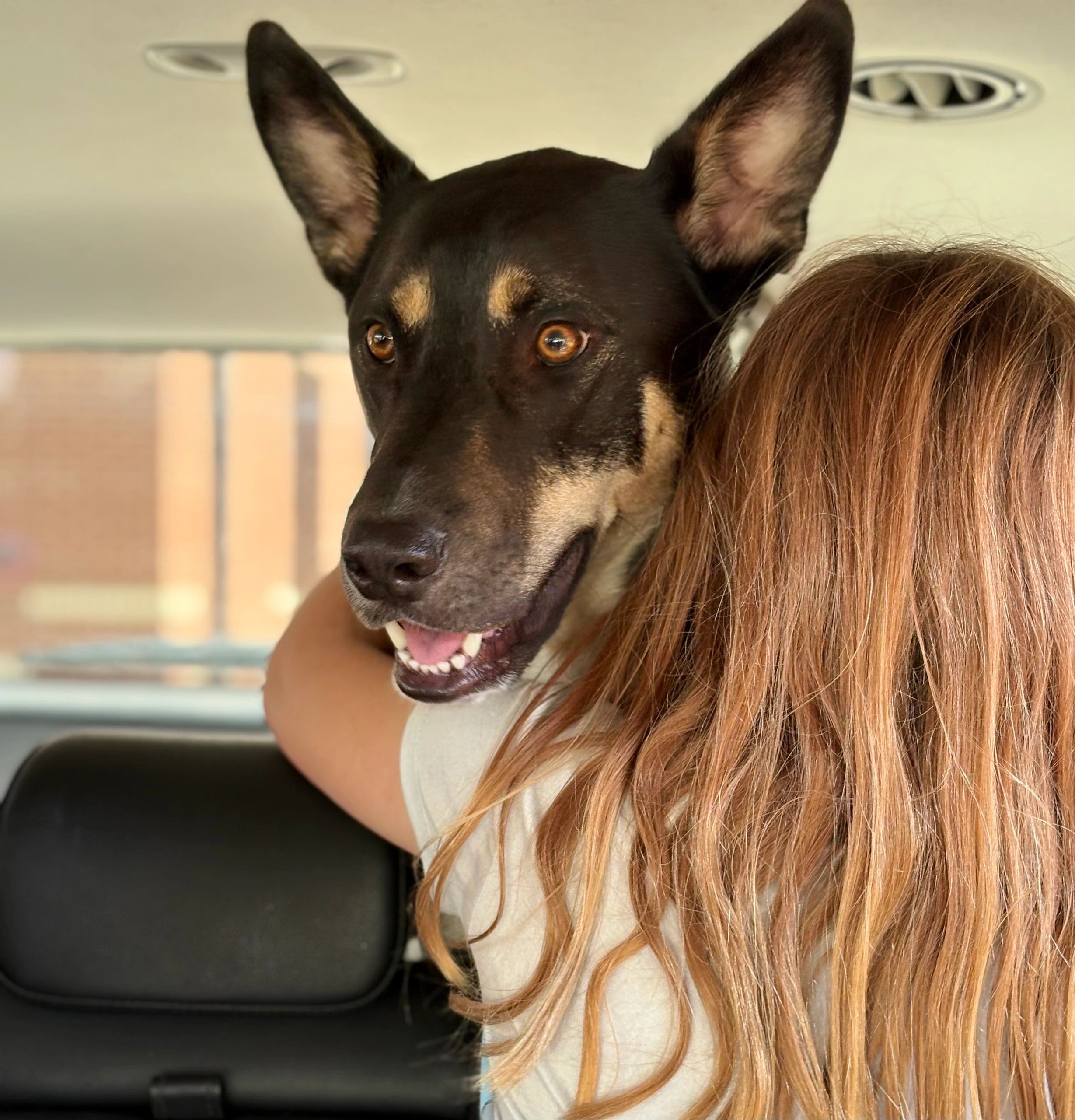 Essential Tips for Keeping Your Pet Safe in Hot Weather