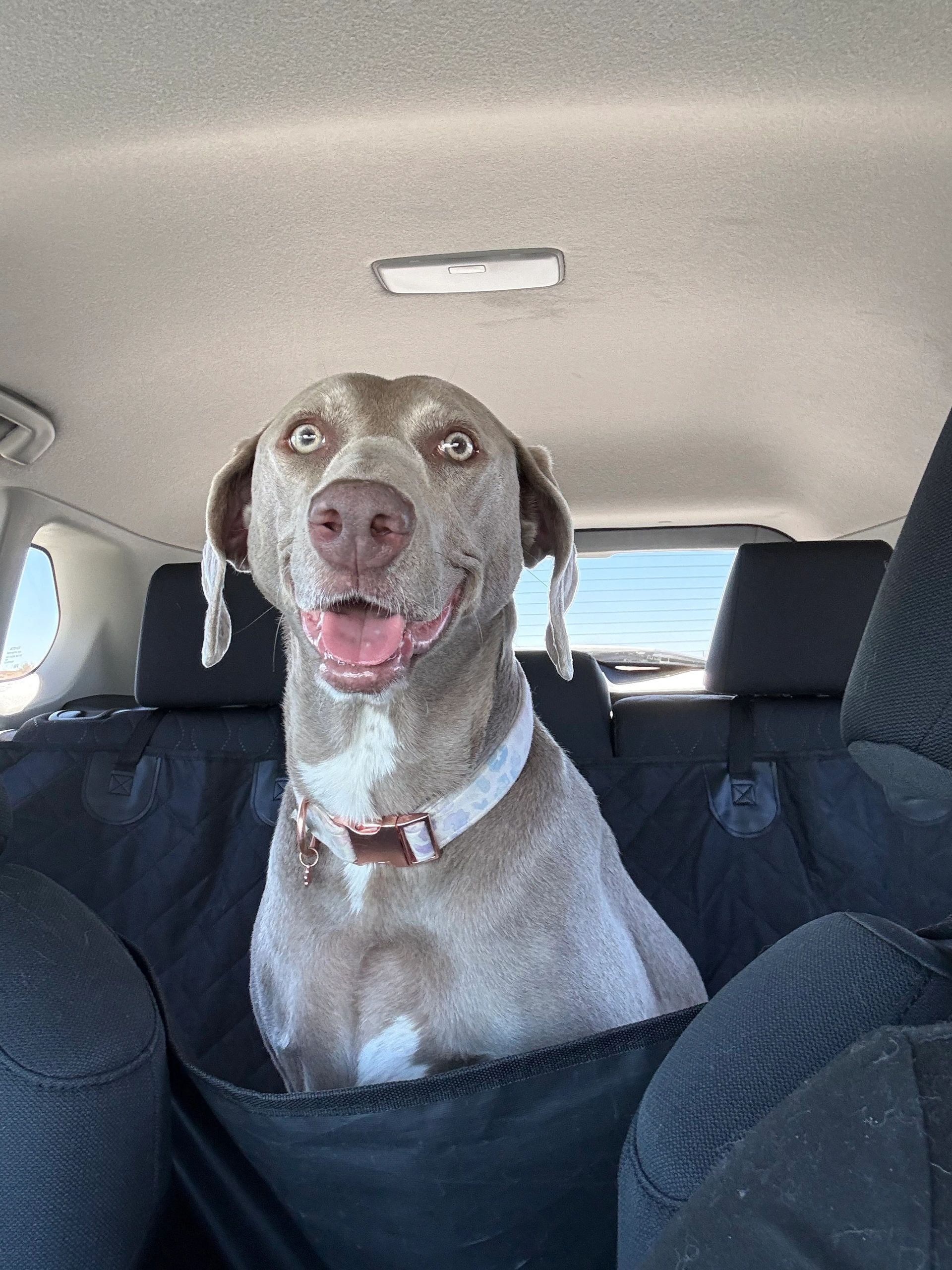 An alert grey and white pointer dog sitting upright in the back seat of a transport vehicle, ready for the road at any hour