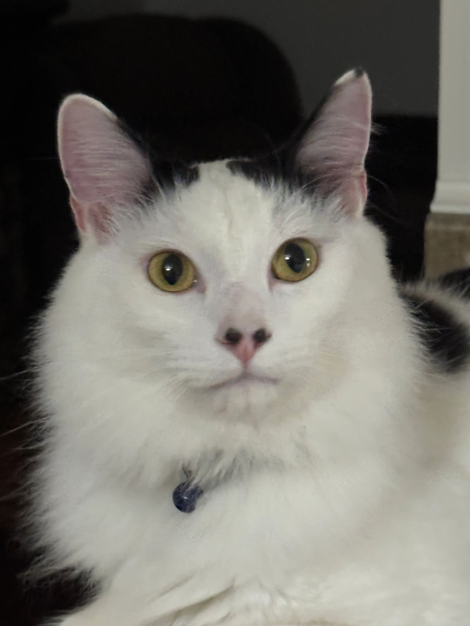 A fluffy black and white cat with striking green eyes settled in for a private ride.