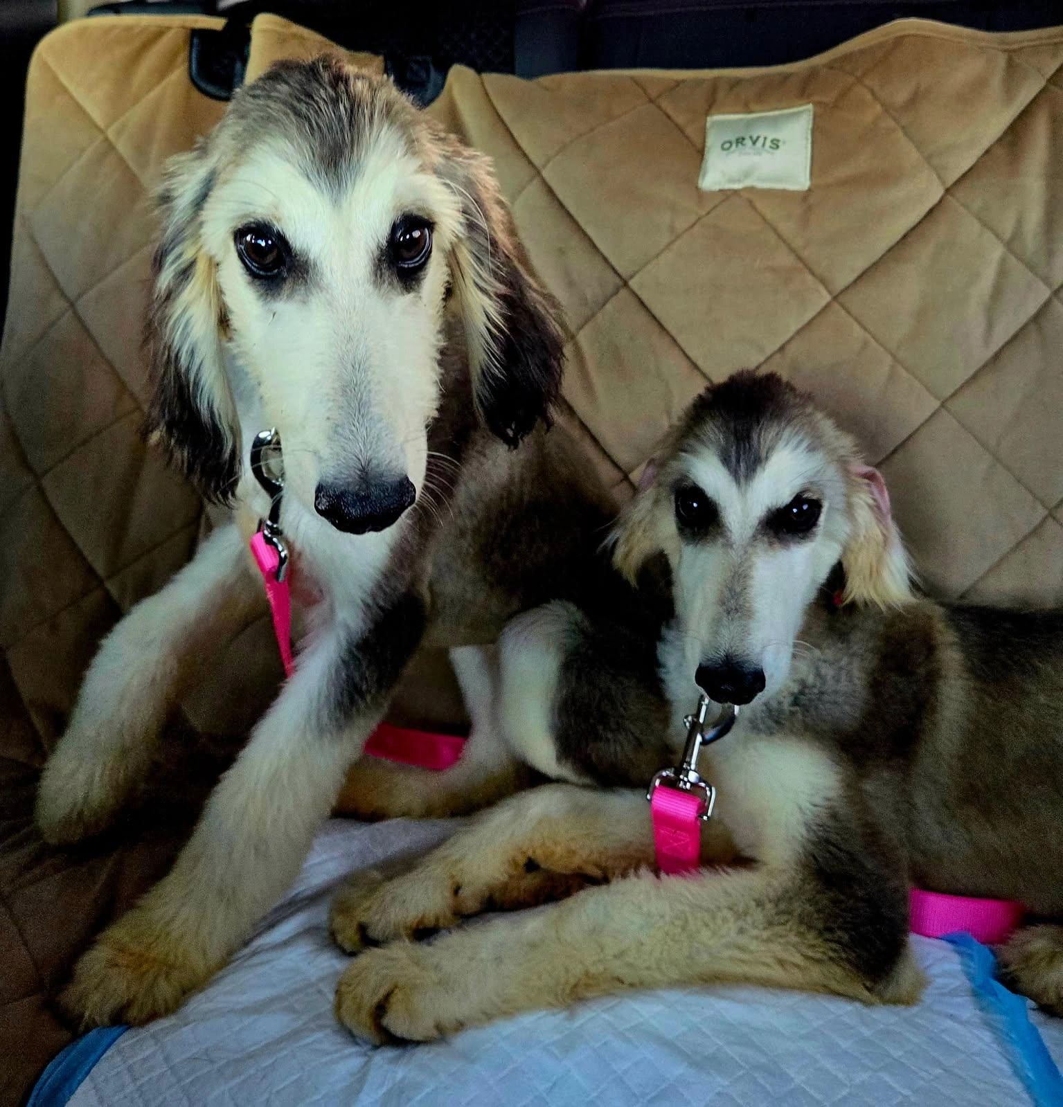 Two Saluki dogs from the same family resting side by side on a blanket in the vehicle, the only passengers on their private trip