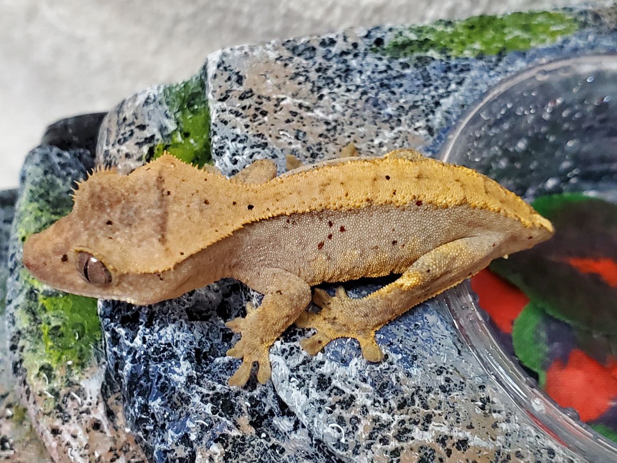 dalmation crested gecko