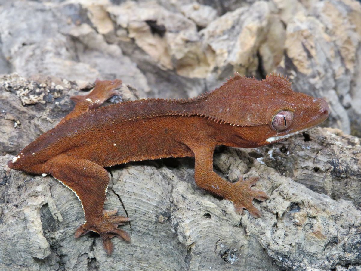Sold Red Patternless Crested Gecko Juvenile