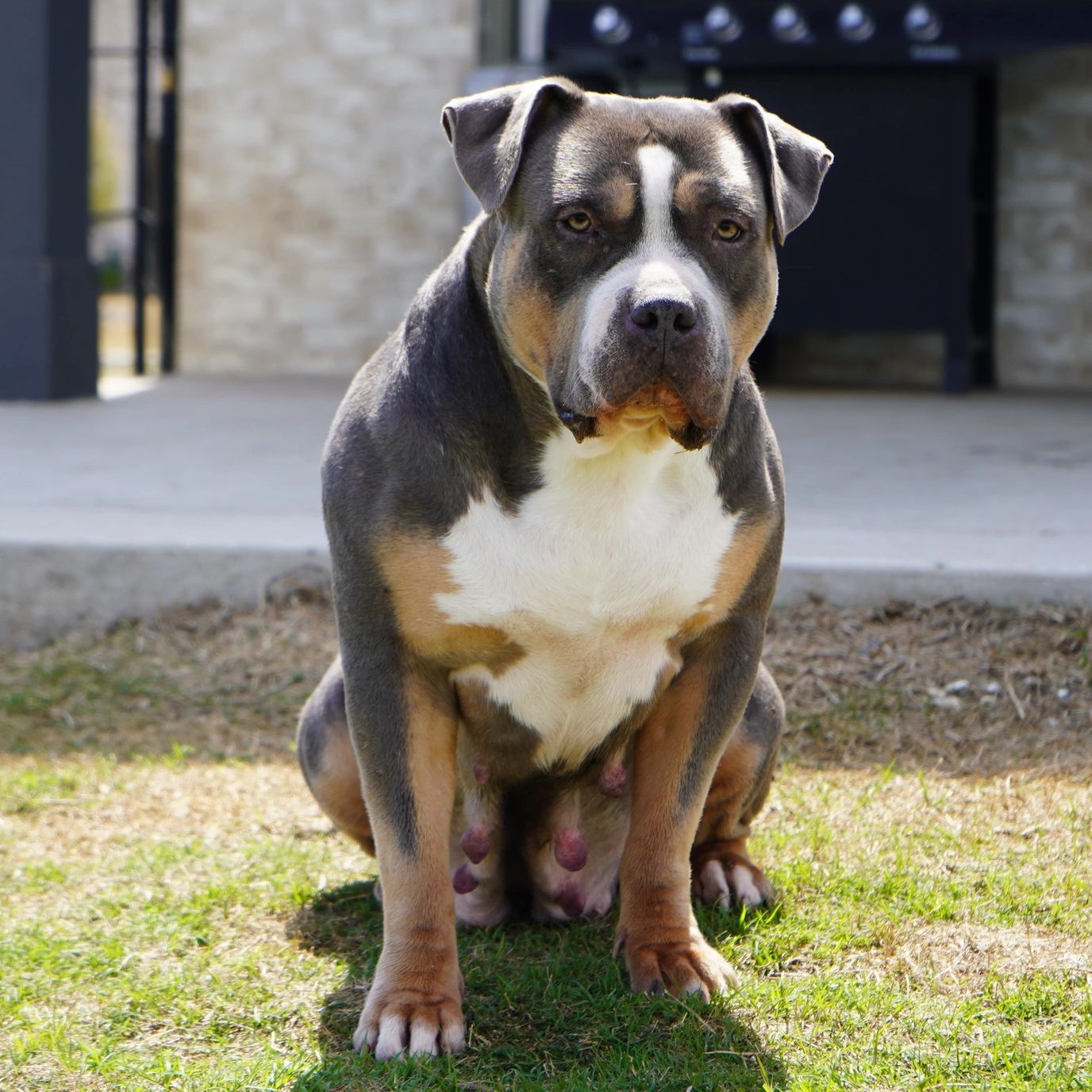 AMERICAN BULLY XL PUPPIES FOR SALE