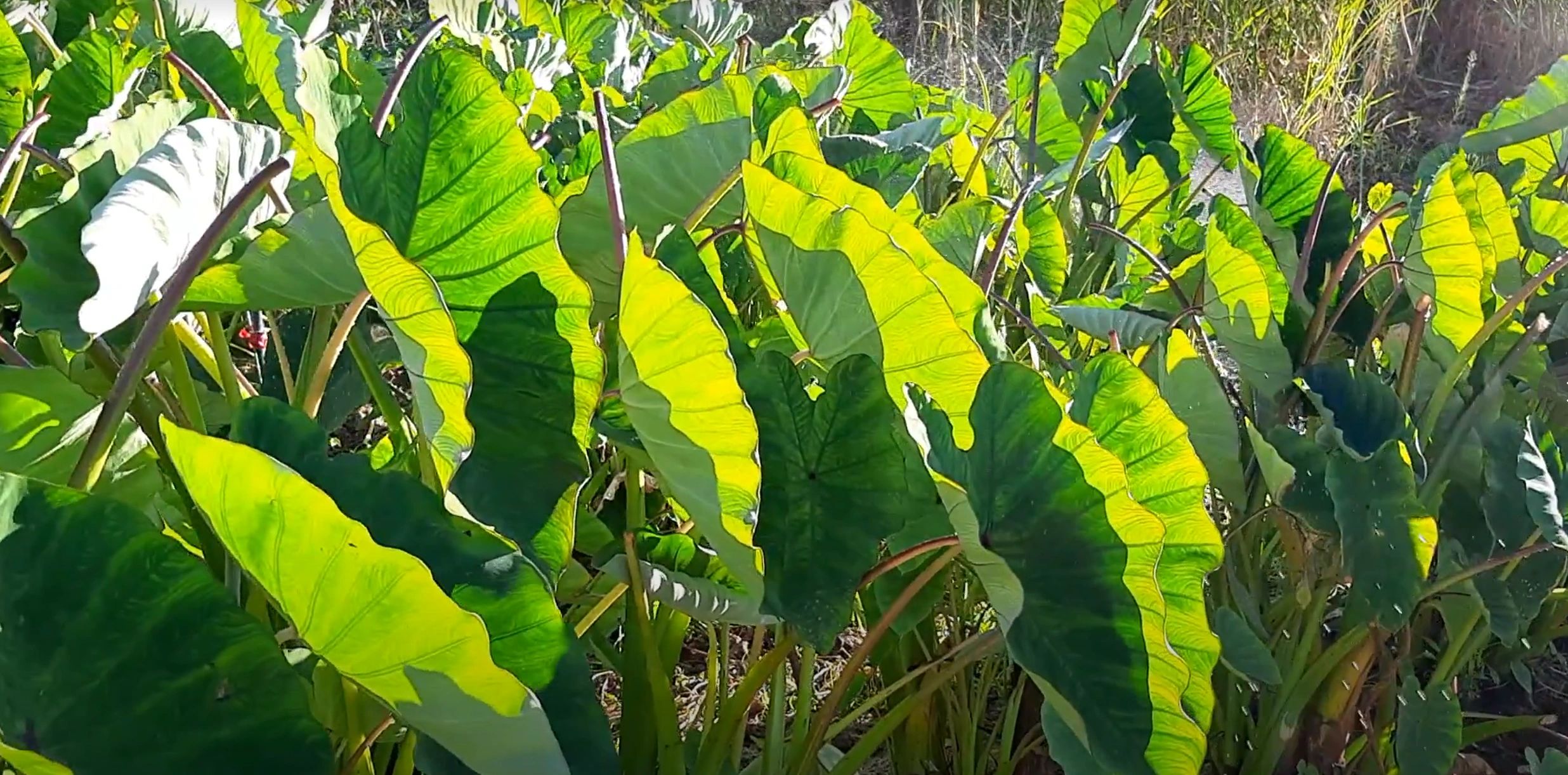 Kimokeo Foundation photo 1 in Wailuku