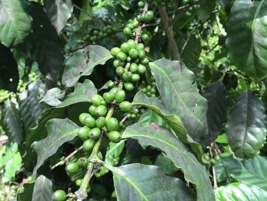 The flowers turn to green cherries. When they turn red, they are ready to pick.
