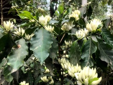 In full bloom, the coffee flower is white.