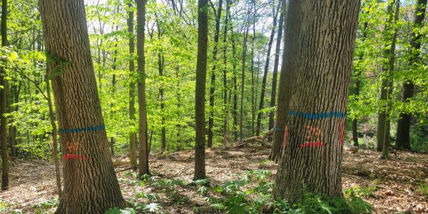 Picture of white oak tree marked for harvest by Valley View forestry and logging company 