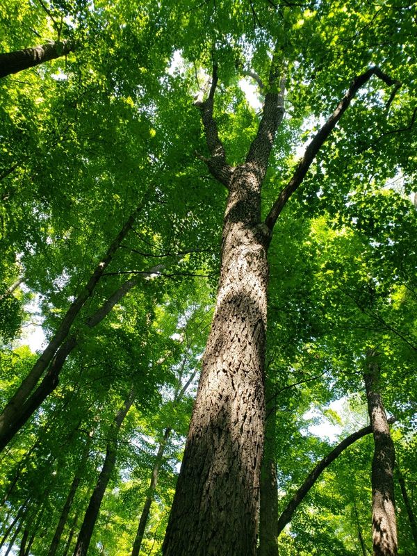 Black walnut tree in a Ohio woods