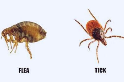 flea tick