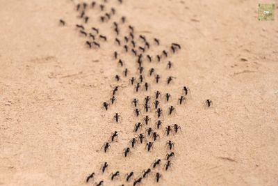 Ant control buena park California 