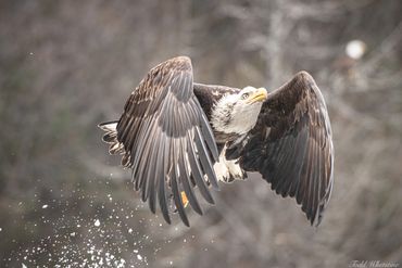 Bald eagles on rocky ground.