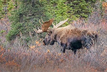 Large moose standing in brush.