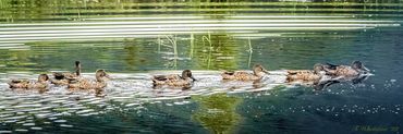 Two ducks swimming in pond.