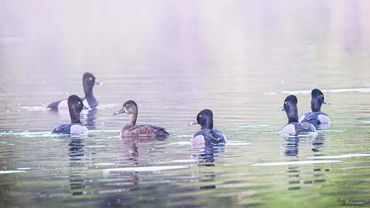 Small birds swimming in mist.