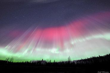 Pink aurora over dark forest.