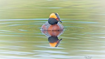 Duck with orange head markings.