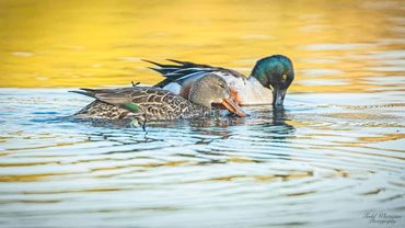 Pair of ducks in nest.