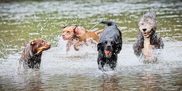 Two dogs running through water.