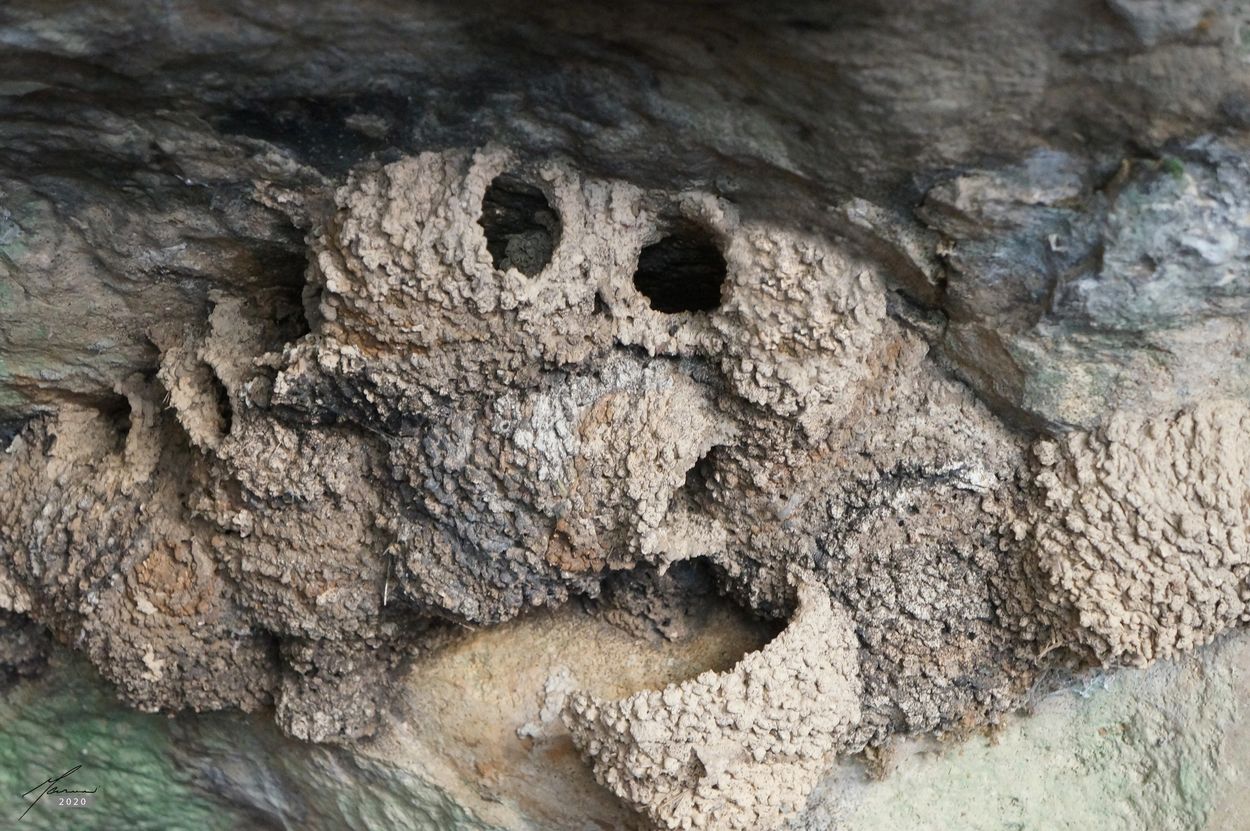 Swallow birds-nest in Cinote, Yucatan, Mexico by photographer Marvin Berk