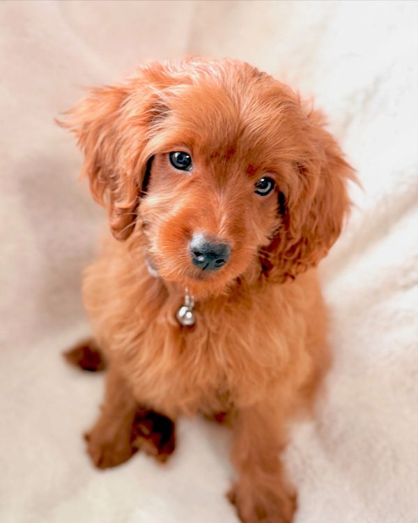 FI goldendoodle stud