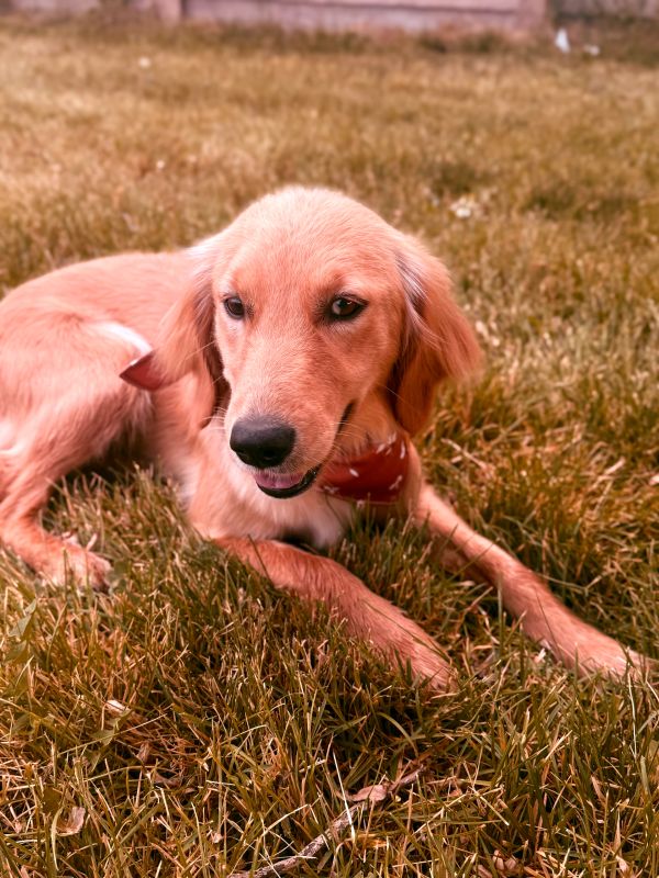 Miniature Golden Retriever puppies