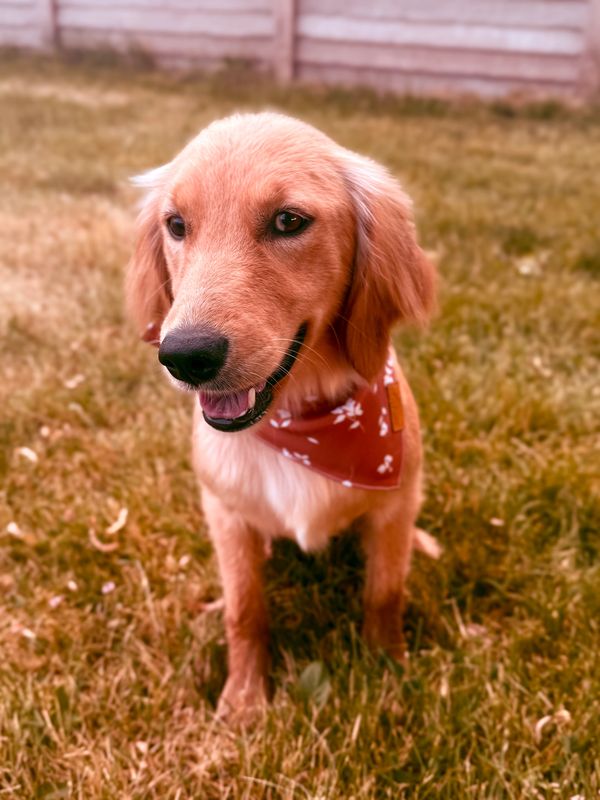 Miniature Golden Retriever puppies