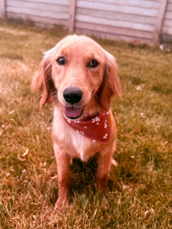 Miniature Golden Retriever puppies