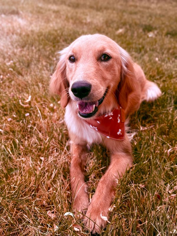 Miniature Golden Retriever puppies