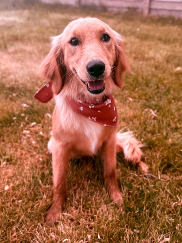 Miniature Golden Retriever puppies