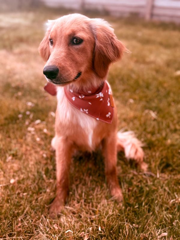 Miniature Golden Retriever puppies