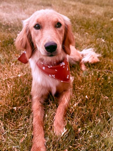 Miniature Golden Retriever Puppies