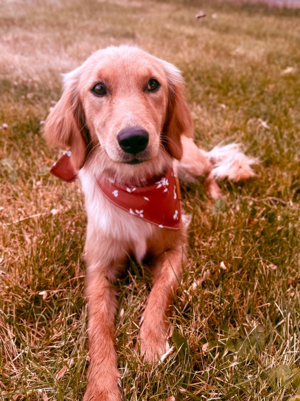 Miniature Golden Retriever puppies