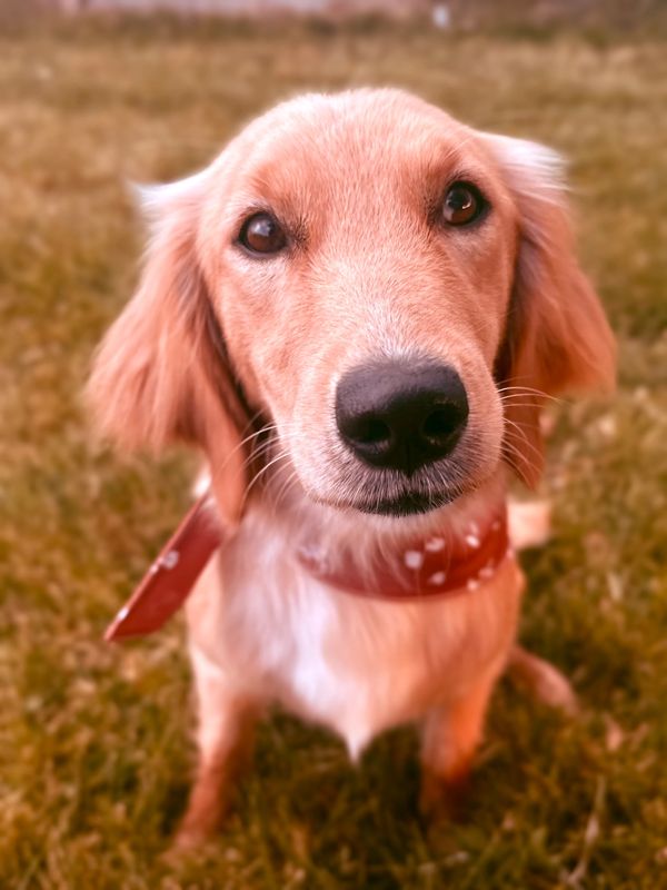 Miniature Golden Retriever puppies